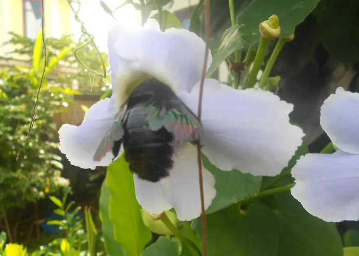 Jasmine Holiday park